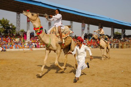 Téléchargez les photos : Courses de chameaux à la foire de Pushkar, Rajasthan, Inde - en image libre de droit
