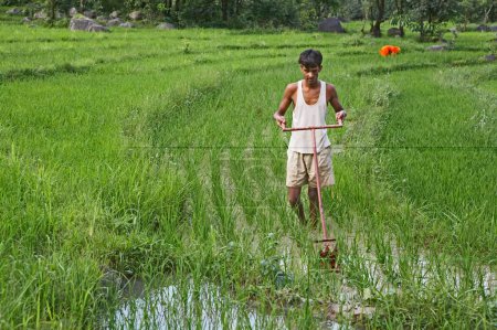 Photo for Rural youth using weeding implement in paddy field socio, economic initiative by NGO Chinmaya Organization of Rural Development CORD, Sidhbari, Himachal Pradesh, India - Royalty Free Image