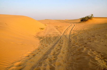 Reifenspuren von Kamelkarren und Pflanzen auf Sanddünen Rajasthan Indien Asien