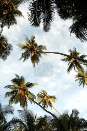 Photo for Low angle of many Coconut Trees in a Coconut Grove with blue sky and white clouds , India - Royalty Free Image