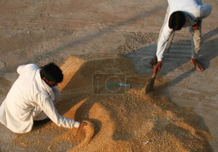 Foto de Trabajadores que trabajan en pilas de trigo en Harsud Mandi; mercado de granos de alimentos en Bhopal; Madhya Pradesh; India - Imagen libre de derechos