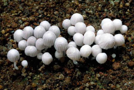 Croissance des champignons pendant la saison des pluies Coprinus spp ; Trivandrum ; Kerala ; Inde