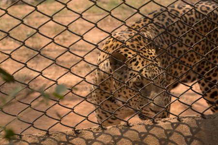 Photo for Leopard, nandankanan zoological park, orissa, Asia, India - Royalty Free Image
