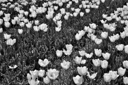 Téléchargez les photos : Indira Gandhi Memorial Jardin de fleurs de tulipes, Srinagar, Cachemire, Jammu-et-Cachemire, Inde, Asie - en image libre de droit