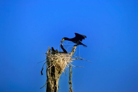 Bird ; Little cormorant Phalcrocorax niger exchanging twig at nest ; Thekkady ; India