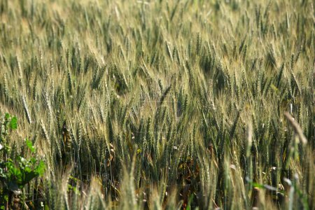 Wheat fields in Punjab  ; India