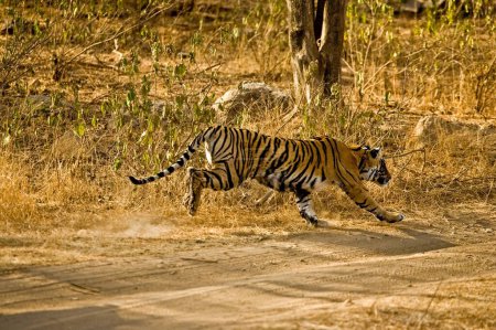 Foto de Tiger panthera tigris tigris jumping , Ranthambore national park , Rajasthan , India - Imagen libre de derechos