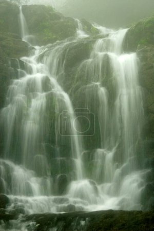 Téléchargez les photos : Beauté naturelle des cascades blanches en cascade dans la mousson ; Mahableshwar ; Maharashtra ; Inde - en image libre de droit