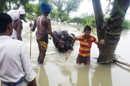 Téléchargez les photos : Inondation de la rivière Kosi en 2008 qui a surtout fait souffrir sous le seuil de pauvreté les gens dans le district de Purniya ; Bihar ; Inde - en image libre de droit