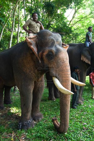 Photo for Elephant, Top Slip, Anaimalai Tiger Reserve, Coimbatore, Tamil Nadu, India - Royalty Free Image