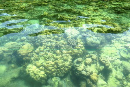 Photo for Green moss fishes coral and Marine Lite at Bay of Bengal ; Andaman and Nicobar Islands ; India November 2008 - Royalty Free Image