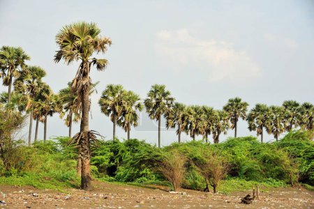 Palmiers Palmyre, Plage de Bhagal, Valsad, Gujarat, Inde, Asie