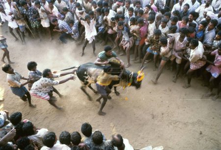 Photo for Jallikattu bull taming at Alanganallur near Madurai, Tamil Nadu, India - Royalty Free Image