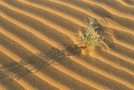 Plants growing in sand , Dunes , Khuri , Jaisalmer , Rajasthan , India