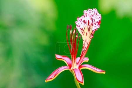 Gulmohar flower, visakhapatnam, andhra pradesh, Inde, Asie