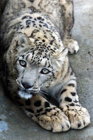Téléchargez les photos : Léopard des neiges (Panthera uncia) animal sauvage ou portrait d'Once près de Simla ; Himachal Pradesh ; Inde - en image libre de droit