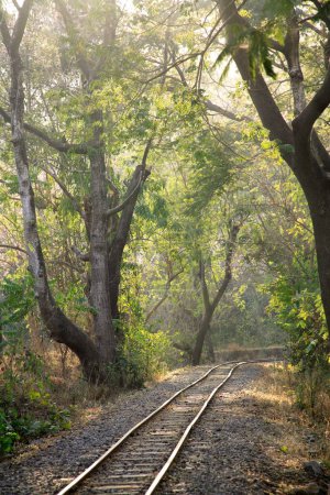 Photo for Mini train tracks in jungle in Sanjay Gandhi National Park ; Borivali ; Bombay Mumbai ; Maharashtra ; India - Royalty Free Image