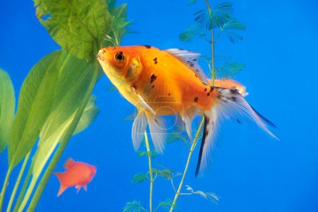 Photo for Fishes In Aquarium water - Royalty Free Image