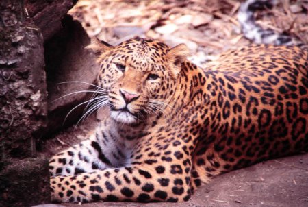 Téléchargez les photos : Léopard, zoo darjeeling, bengale occidental, Inde, Asie - en image libre de droit