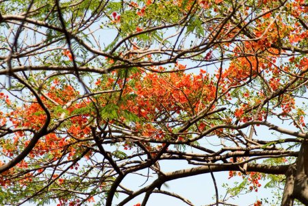 Árbol de flores de gulmohar, delonix regia, caesalpiniaceae