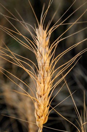 Téléchargez les photos : Champ de blé, Pune, Maharashtra, Inde - en image libre de droit