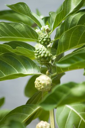 Heilpflanze lokaler Name bartondi indische Maulbeere morinda citrifolio linn