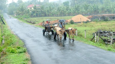 Téléchargez les photos : Chariots à taureaux sur la route dans la mousson ; Kerala ; Inde - en image libre de droit