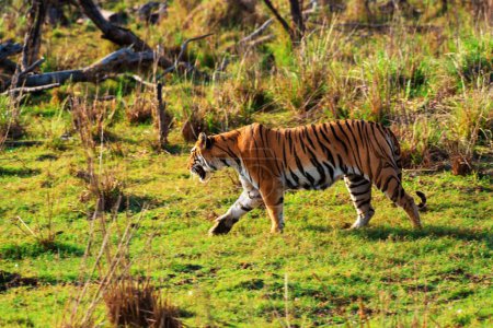 Tigre de Bengala Real, Santuario de Vida Silvestre Tadoba, Maharashtra, India, Asia