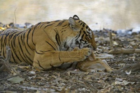 Téléchargez les photos : Gros plan d'un tigre sauvage du Bengale mangeant un veau mort tacheté ou un veau de l'Axe dans la réserve de tigres de Ranthambhore, en Inde - en image libre de droit