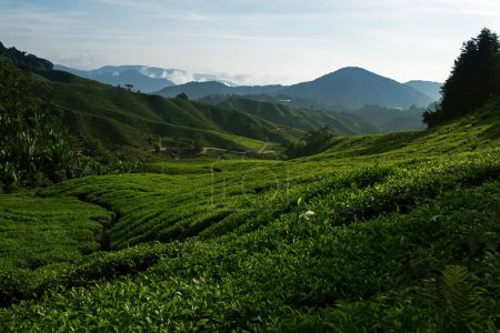 Téléchargez les photos : Plantation de thé, Cameron Highlands, Malaisie - en image libre de droit