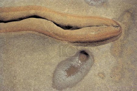 Téléchargez les photos : Rock pattern and wet patch, Point lobos, Californie, États-Unis d'Amérique - en image libre de droit