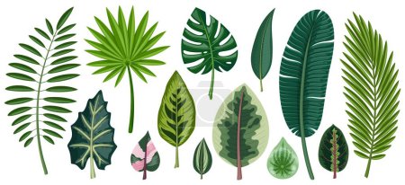 Tropische Blätter gesetzt. Blätter der Arecapalme, Kokospalme, Fächerpalme, Monstera und anderer exotischer Pflanzen. Isoliert auf weißem Hintergrund.