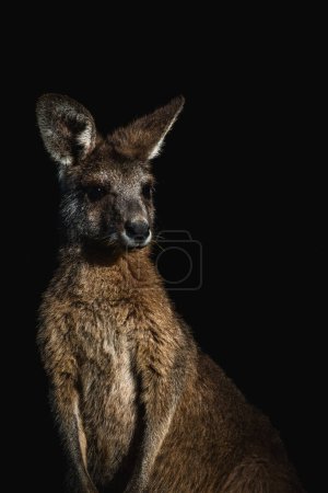 Portrait of a dramatic kangaroo with black background.