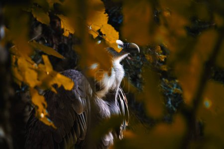 Forest of leaves with warm colors and a griffon vulture, Gyps fulvus, in the background.