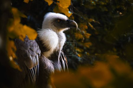 Gros plan d'un vautour griffon, des gyps fulvus et de son incroyable plumage reposant dans la forêt.
