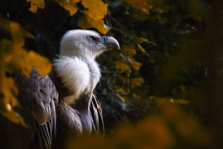 Griffon vulture, Gyps fulvus, watching the surroundings to protect its nest on top of a tree.