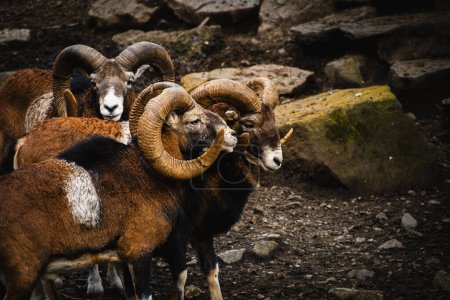 Portrait of three mouflons, Ovis orientalis musimon, together in a rocky area of the Pyrenees.