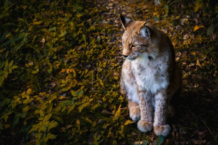 Photo for Background of a lynx sitting in the Pyrenees forest. Copy Space. Wildlife Conservation Concept. - Royalty Free Image