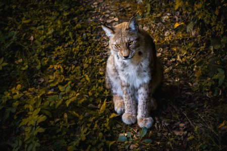 Portrait of a captivating lynx with a piercing gaze. Wildlife conservation Concept. Copy space.
