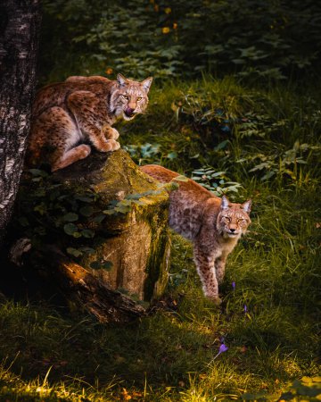 Photo for Two wild lynxes staring in the Pyrenees forest. Wildlife conservation Concept. - Royalty Free Image