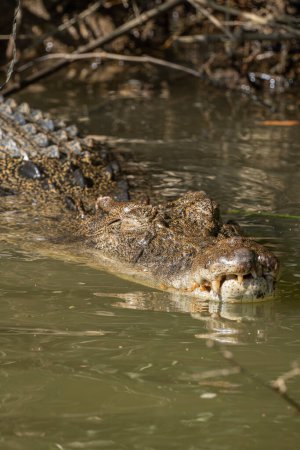 Saltwater crocodile swimming in the river, Yellow Water. Wildlife Conservation Concept.