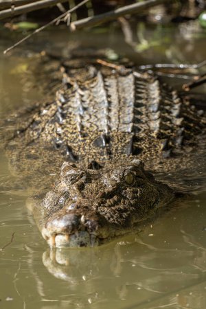 Saltwater crocodile on the river, Queensland, Australia. Wildlife Conservation Concept.