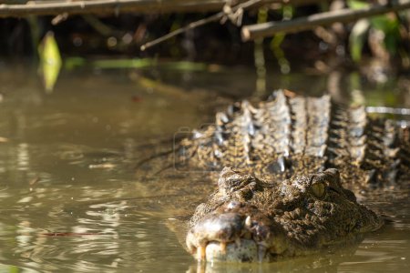 Australian saltwater crocodile waiting on the river bank to attack its prey. Copy space.