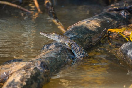 Baby Australian saltwater crocodile climbing a log in the middle of the river. Wildlife Concept.