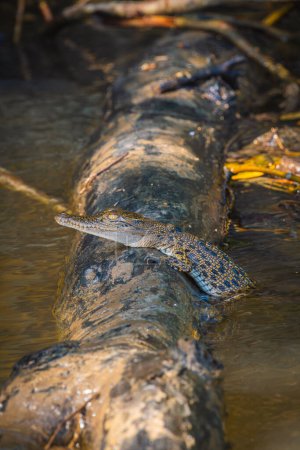 Australian saltwater crocodile calf resting on top of a log in the river. Wildlife Concept. Vertical.