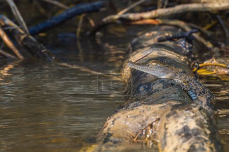 Australian saltwater crocodile calf resting on top of a log in the river. Wildlife Conservation.