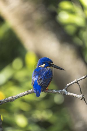 Beautiful Australian blue kingfisher on top of a tree branch. Wildlife Conservation Concept.