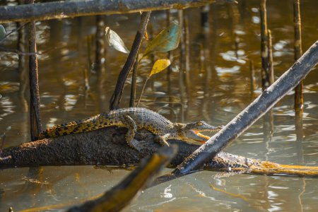 Close-up of a baby Australian saltwater crocodile sunbathing on top of a log in the river.