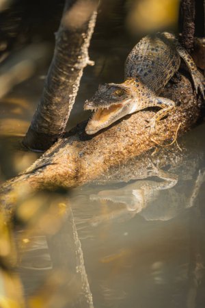 Close-up of a baby Australian saltwater crocodile opening its mouth in the river. Vertical.
