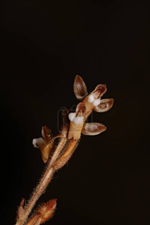 Erythrodes, terrestrial orchid with black background from new guinea